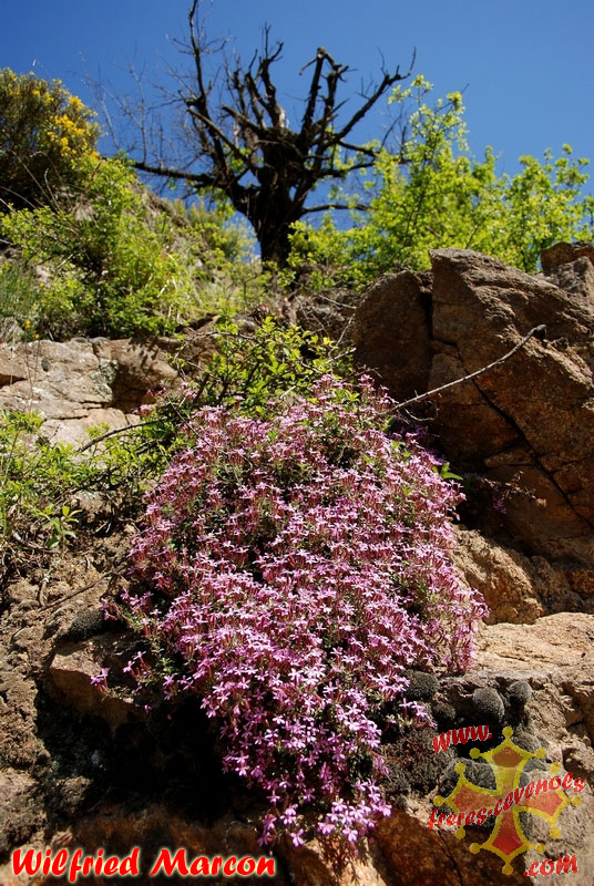 Fleurs