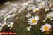 Marguerites