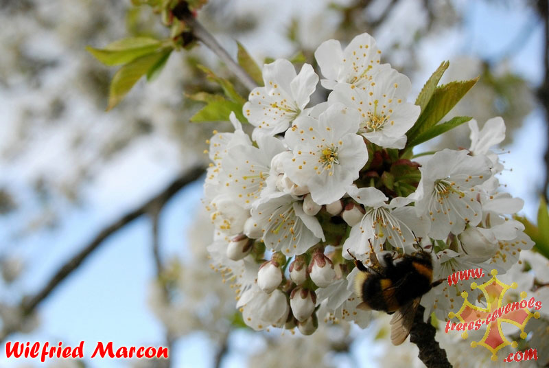 Bourdon