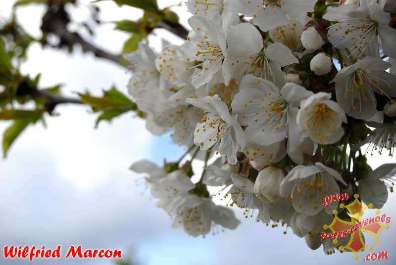 Fleurs