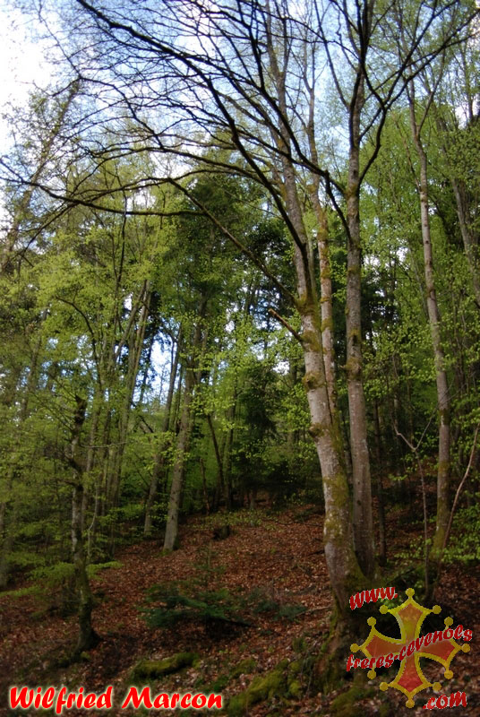 Foret