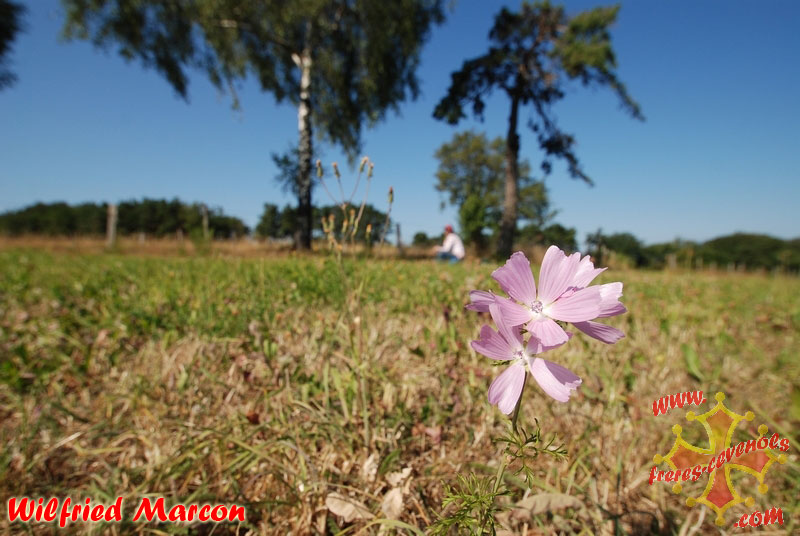 Petite-fleur