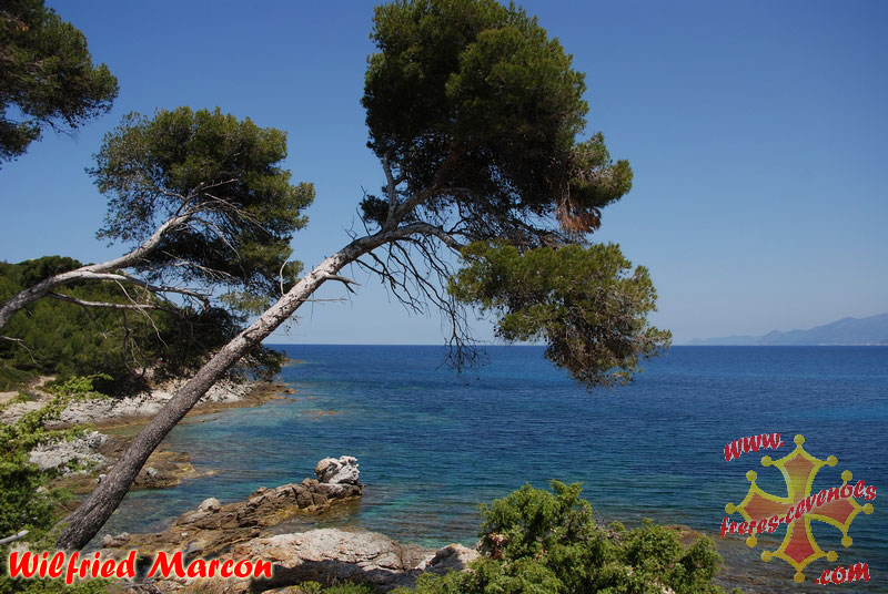 Pins-Corse