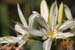 Fleurs-locales